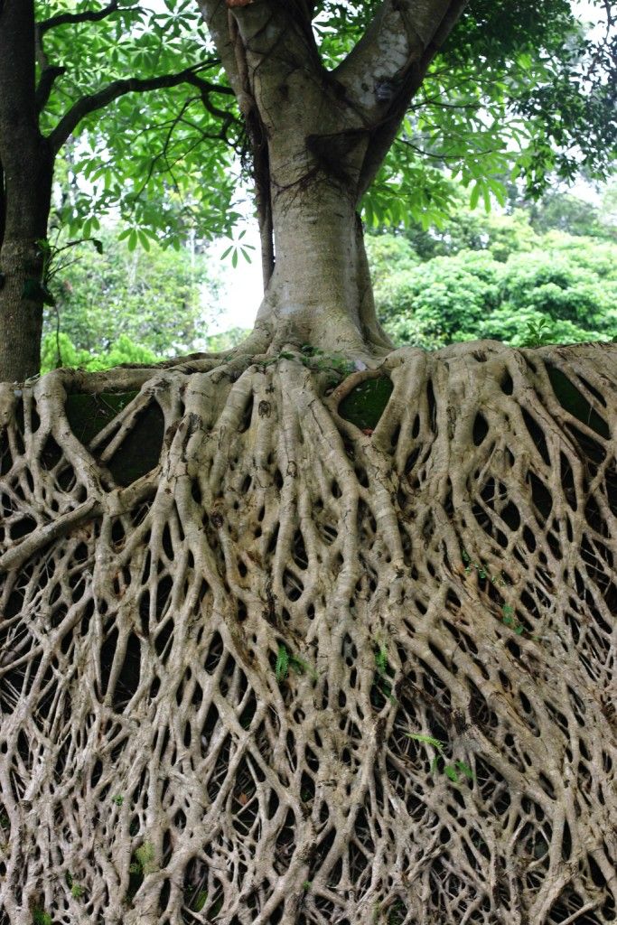 Deep-Roots - Christian Alliance for Orphans