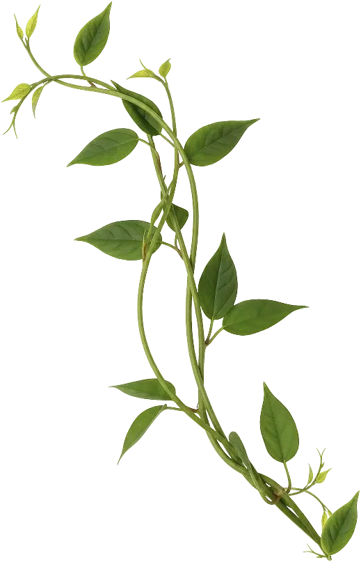 vine 1