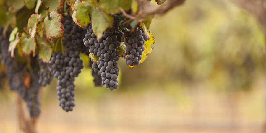 3-beautiful-lush-grape-vineyard-in-the-morning-sun-and-mist-andy-dean