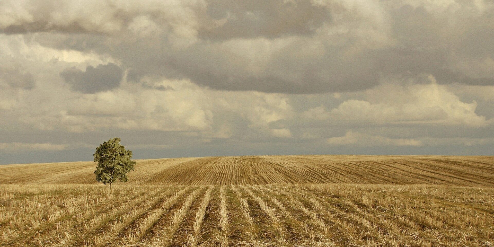 6871078-corn-wallpaper