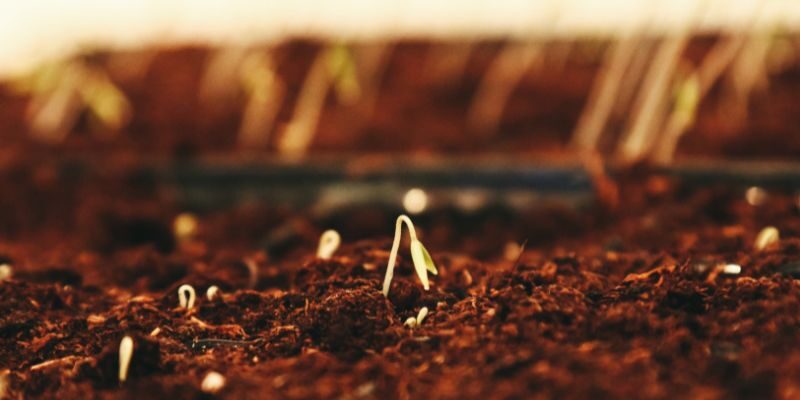 small plants growing in the dirt