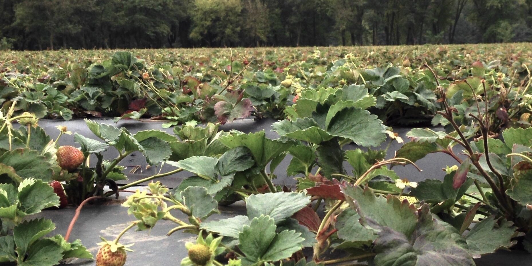 Strawberries-in-Ukraine