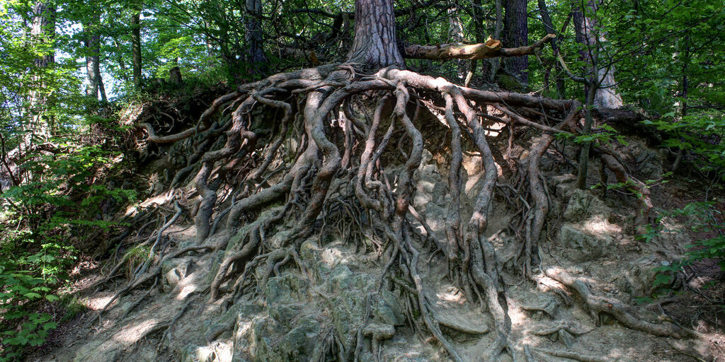 deep_roots_by_elmtree213-d52rkqx