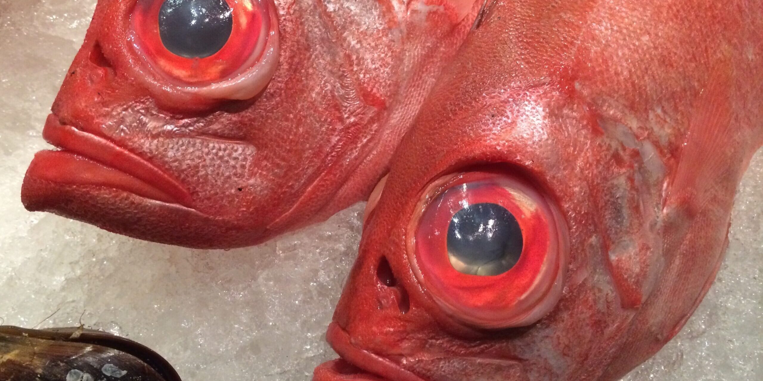 fish-764293-e1444409090119